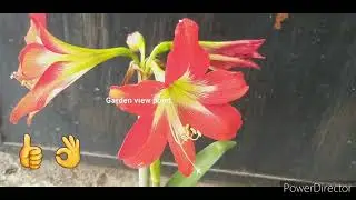 How to grow amaryllis without soil/ Grow lily at home easily/lily care / Amaryllis without soil