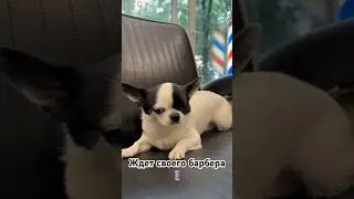 #барбершоп