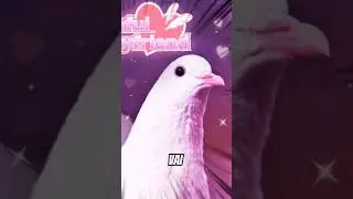 Jogo Bizarro de Namorar Pombos