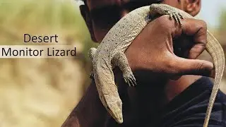 Desert Monitor Lizard |Varanus griseus| With Eng subtitles
