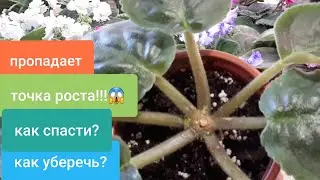 Почему пропала точка роста у Фиалки! Что делать? Как спасти и уберечь?