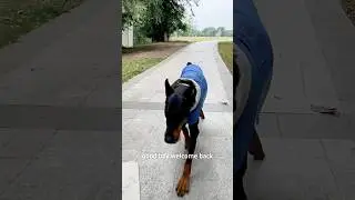 My dog can run for free 