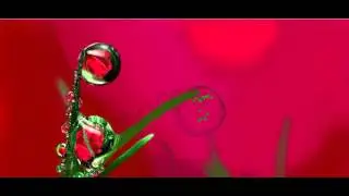 Цветы сквозь капли дождя
