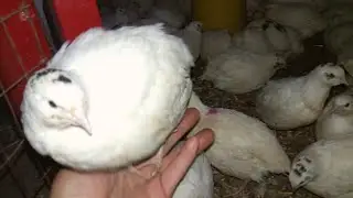 Напольное содержание молодняк Техасский Белый Фараон УТЯЖЕЛЁННЫЕ.