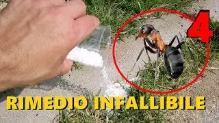 4 Rimedi contro le Formiche