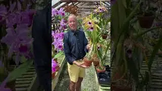 Summer Cattleya Species - C warscewiczii and L tenebrosa