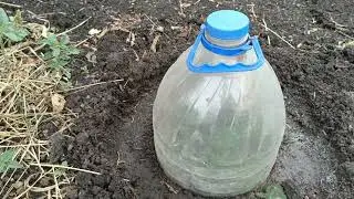 Черенкую розы.