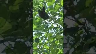 🍯 honey bee hive 🐝 splits into two parts... honey comb splits