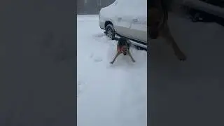 She loves playing in the snow ❤️❄️ #viral #cutedog #dog #snow #winter