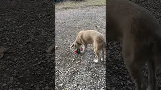 Раф ушатал большой мя