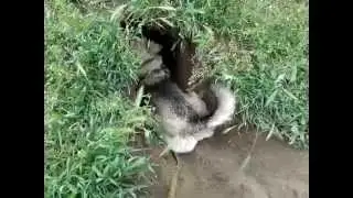 Рябуша в норе 10.05.2014