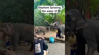 Elephant Spraying the Water #elephant #bangkok #thailand #travel #trending #funny #elephantvideo