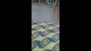 Mariage Tik Tok & Free Dance Amazigh chlou7