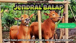 Review Sapi di Kandang JENDRAL BALAP || Sapi Kecil tawaran hingga RATUSAN JUTA