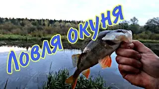 Perch on live bait. Perch fishing with a float rod.