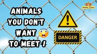 14 animals you don't want to meet!