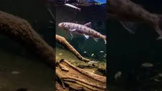 The Fascinating 5 Stages of a Salmon's Life  