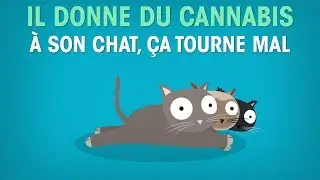 Il donne du cannabis à son chat, ça tourne mal