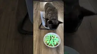 Frenchie reviews Fun Feeder Wobble Slow Bowl (Link in description)