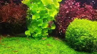 Planted Tank - Wet dream 2.0