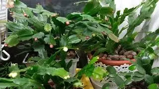 MID-OCTOBER. SCHLUMBERGERS ARE GAINING BUDS! 🌺 Forest Cacti Review.
