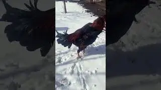 Одноглазый 2