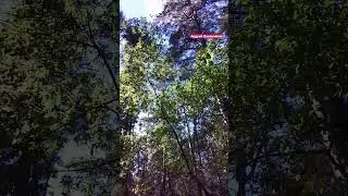 Шелестят
