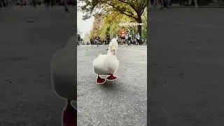 Running duck(duck TikTok trend)
