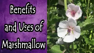 Marshmallow Benefits and Uses (Althaea Officinalis)