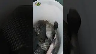 ДНЕВНОЙ УЛОВ - КАРАСЬ,КРАСНОПЁРКА🐋🐟💦👀
