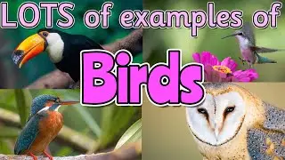BIRDS for kids 🦉🦩🦜 Can you name ALL of the different birds? Miss Ellis 