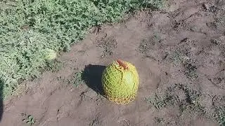 🍉🏡 КАВУН НА ??? КИЛОГРАМІВ ..  ХВИЛЮЮЧИЙ МОМЕНТ .. ПЕРШИЙ ВРОЖАЙ З ВЛАСНОГО БАШТАНА 05.08.24.