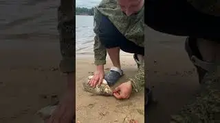 ПОЙМАЛИ ЛЕЩА НА ВОЛГЕ НА УДОЧКУ