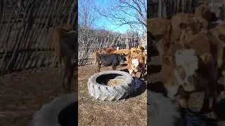 телята на продажу,Дагестан ,манас рынок