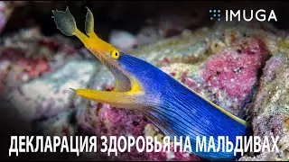 IMUGA . Шпаргалка для заполнения вылетающим. ПРО Мальдивы с Олегом Карцевым