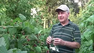 Ai pete albe pe zmeură? Tratament bio