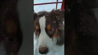 Прогулка с ауссей Касей