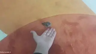 YAVRU SERÇE EVE GİRERSE