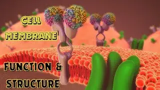 Natural composition of cell membrane
