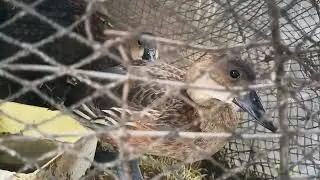 WILD DUCK #shorts #asmr #shortsyoutube #wildlife #wild #wildducks #forestsounds #provincelife