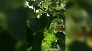 Пока цветёт липа - успевайте… заговор на счастливую долю