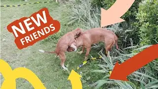 REAKSI BATOSAI KETEMU TEMAN BARU 