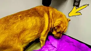 After the death of the owner, the dog did not look at anyone and hid in a corner. When suddenly I he