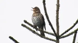 Song Thrush Singing - Måltrost (Turdus philomelos)