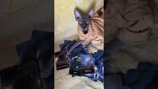 Гадание от сфинкса🫦#картадня #sphynx #cat #shortsvideo #таро #Альдебаран #hairlesscat