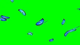Butterfly Green screen animation no copyright ©️ 
