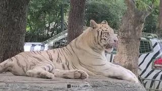 Everland/Lost valley/Safari World/Часть 2