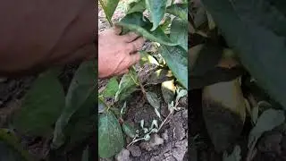 Хурма. Сеянцы. Свой сад с нуля.