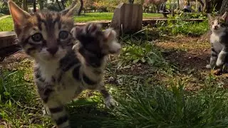 Heyy! Stop filming us without purrmisson!