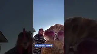 Гламур куриный)